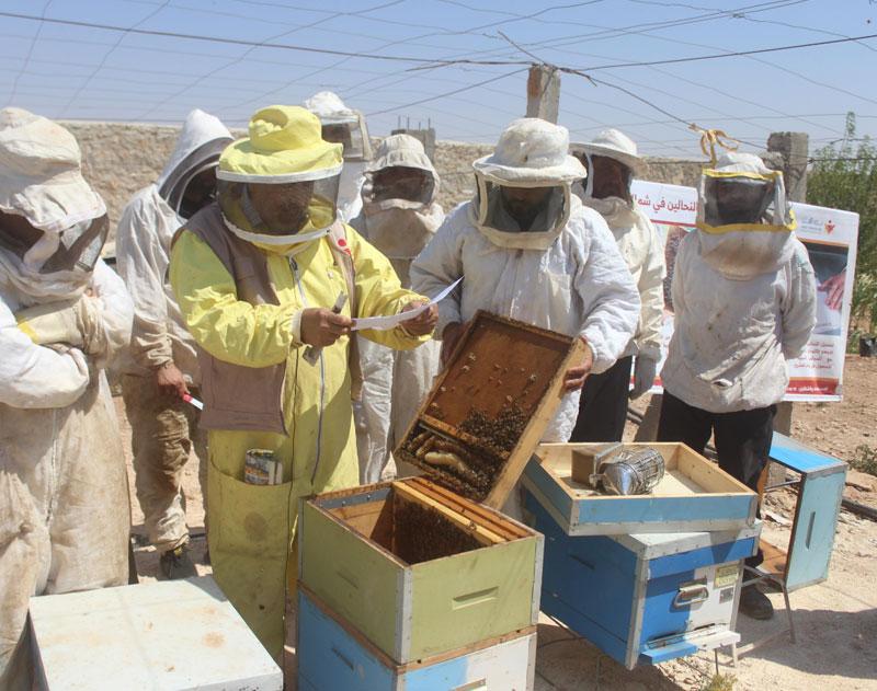 A project to support beekeepers in northwest Syria