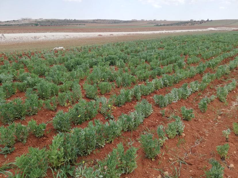 Start of Fava Bean Harvest within the Farmers’ Livelihood Support Project in Northern Syria