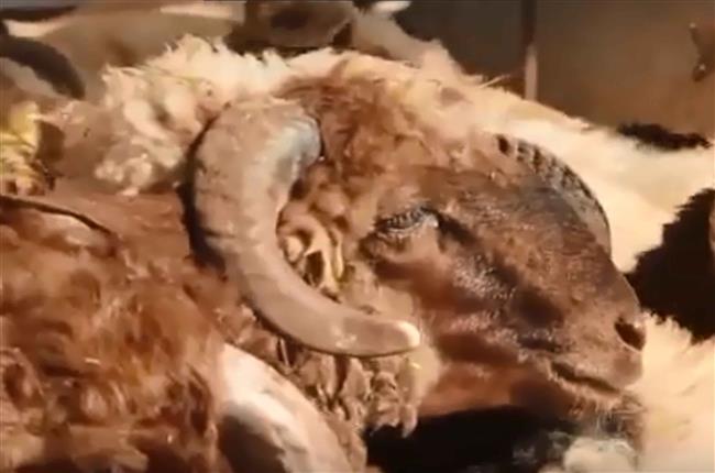 ساهم معنا في حملة أضاحي الأمل
