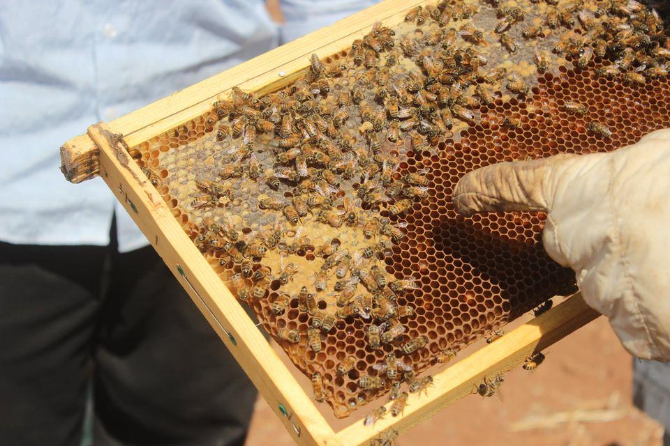 مشروع تربية النحل  في الشمال السوري